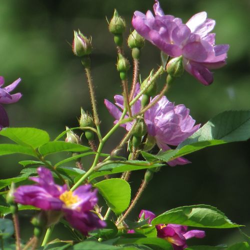 Rosa Veilchenblau - purpuriu - alb - Trandafir copac cu trunchi înalt - cu flori mărunți - coroană curgătoare